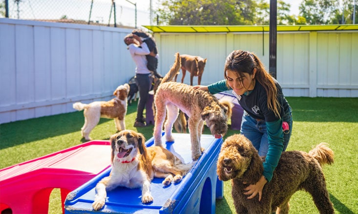 Staff playing with dogs in daycare