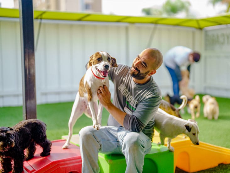 Staff playing with dogs