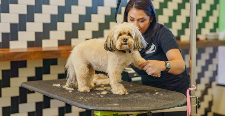 Dog being groomed