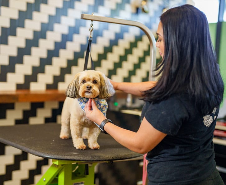 Dog after grooming