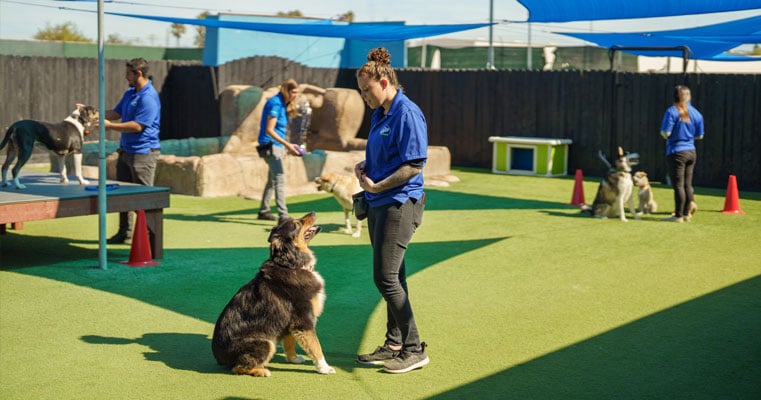 Dog trainers working with dogs