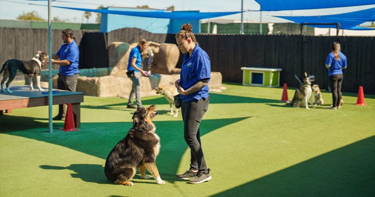 Kearny Mesa Dog Training - Paw Commons