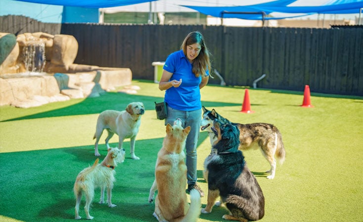 Dog trainer training a group of dogs