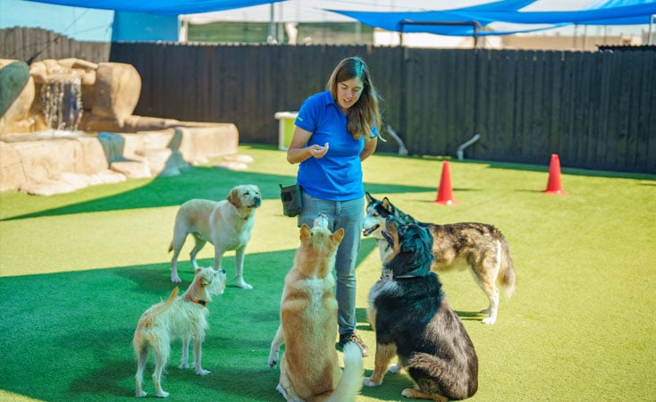 puppy play groups san diego