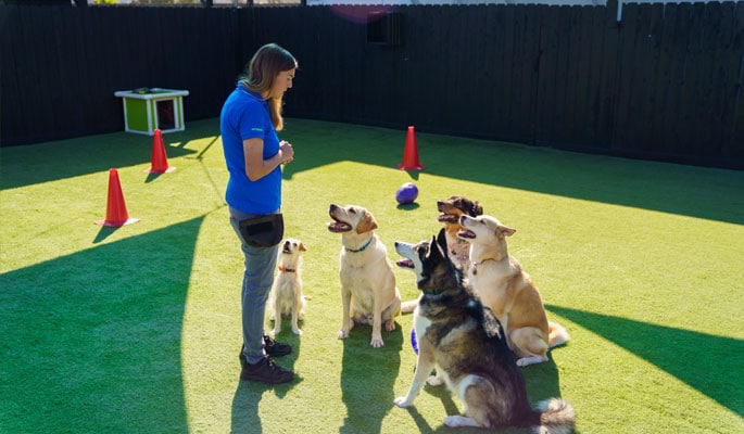 Trainer working with a group of dogs