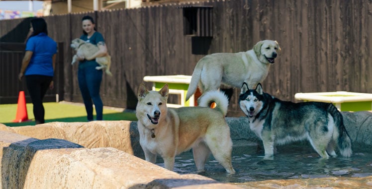 Dogs resting in the shade