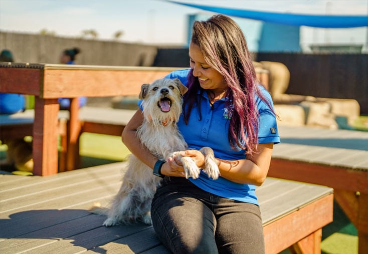 Staff hugging a dog