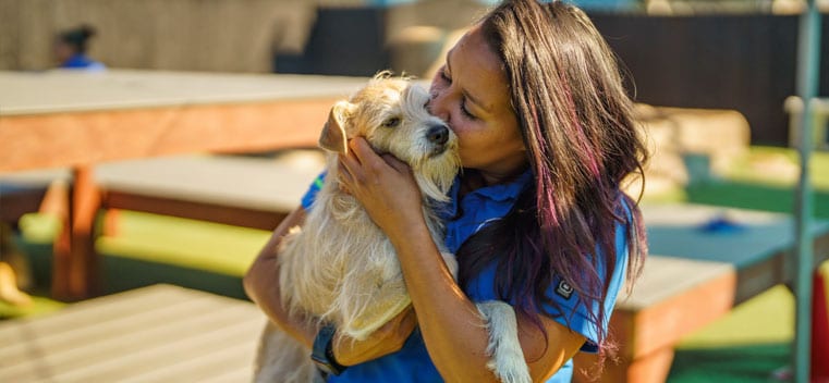 Staff kissing a small dog