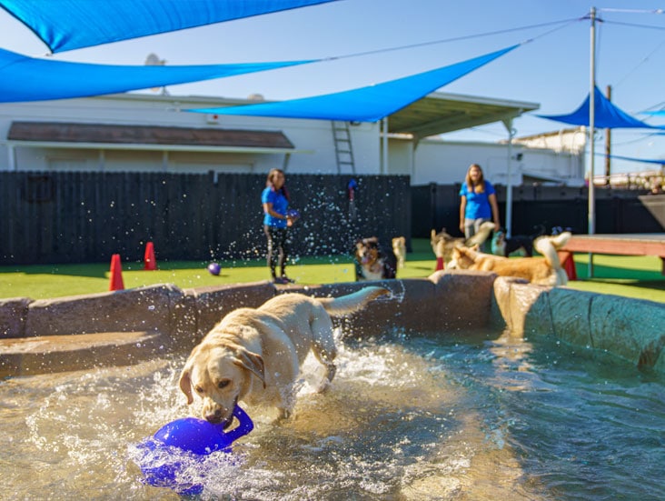 Dog getting a toy in the pool