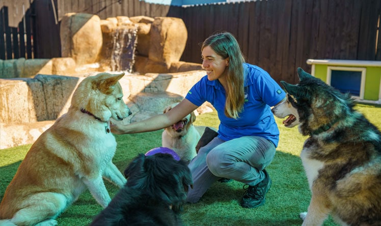 Group of dogs in daycare