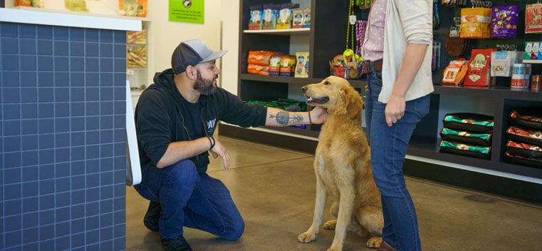 Staff greeting a dog and its owner