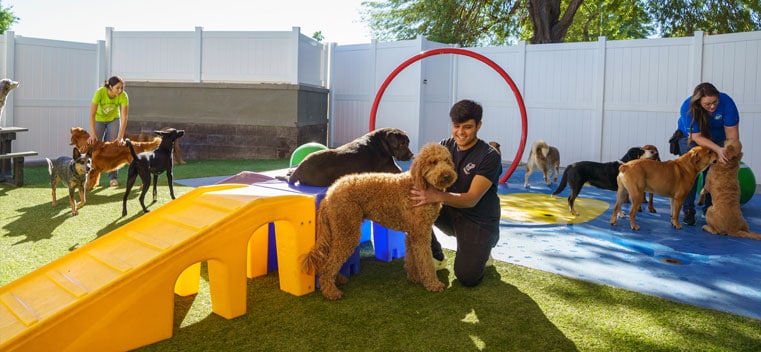 Dogs playing in daycare