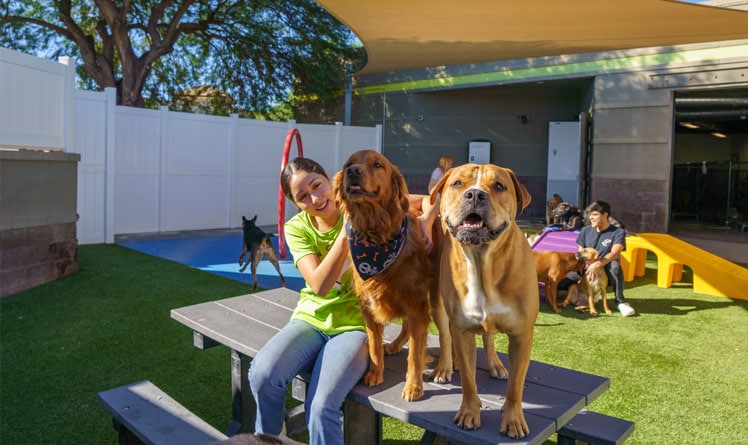 Two dogs on the picnic table