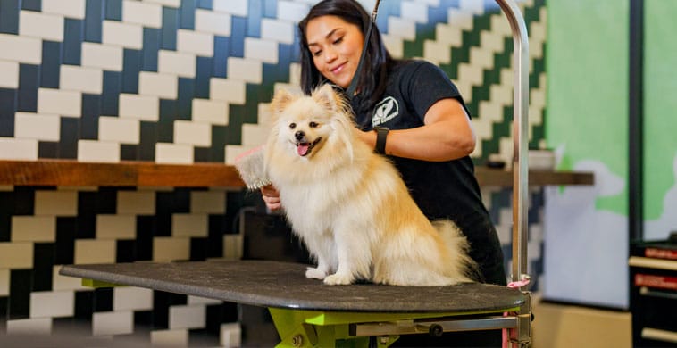 Small dog being groomed