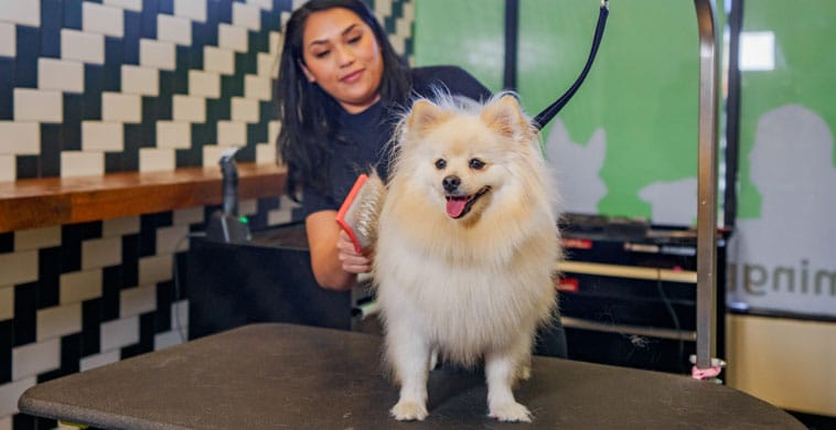 Brushing a dog during grooming