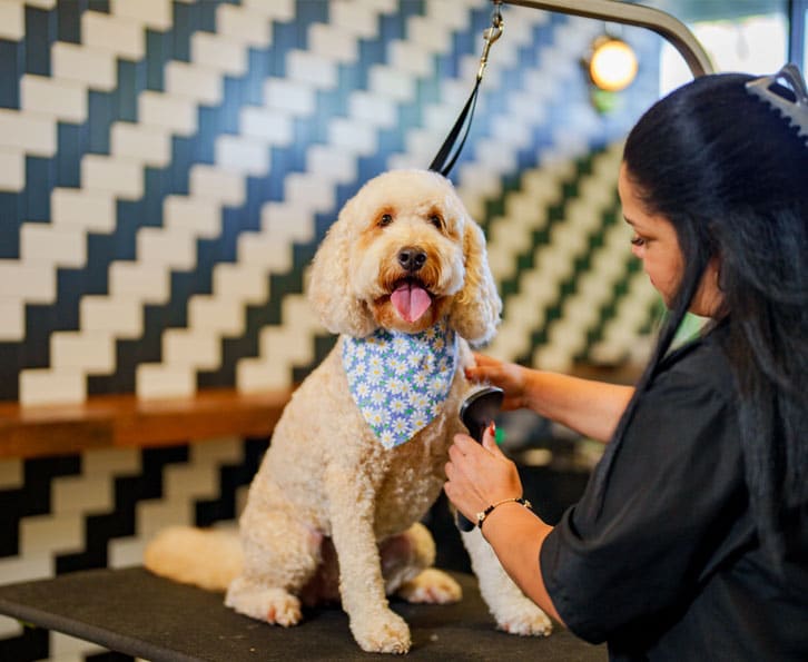 Dog after being groomed