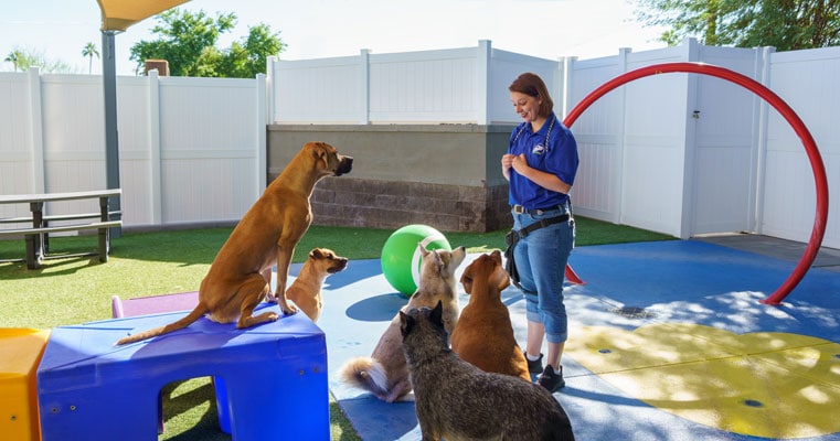 Trainer working with a group of dogs