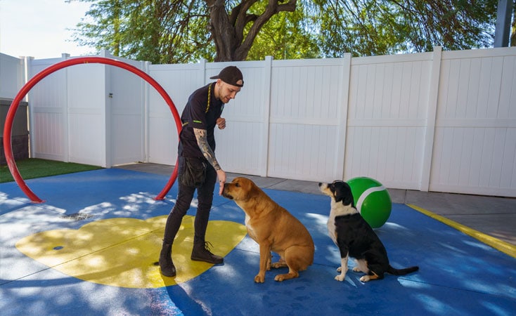 Dog trainer teaching two dogs