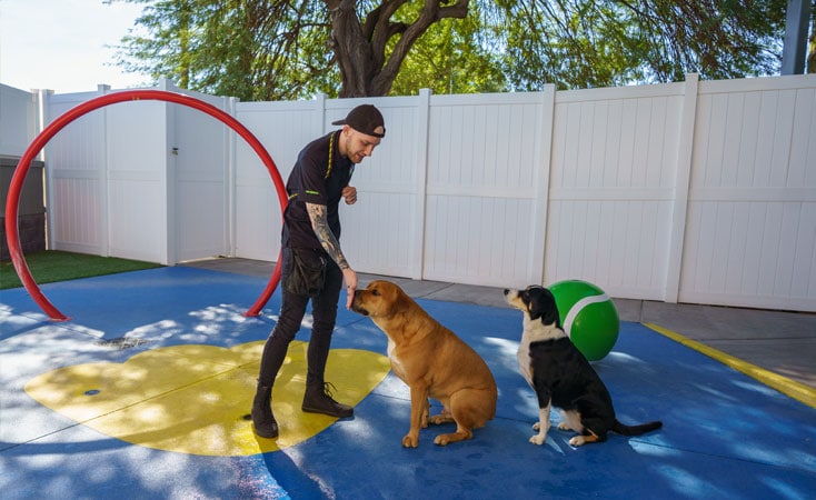 scottsdale-training-2 Dog trainer teaching two dogs
