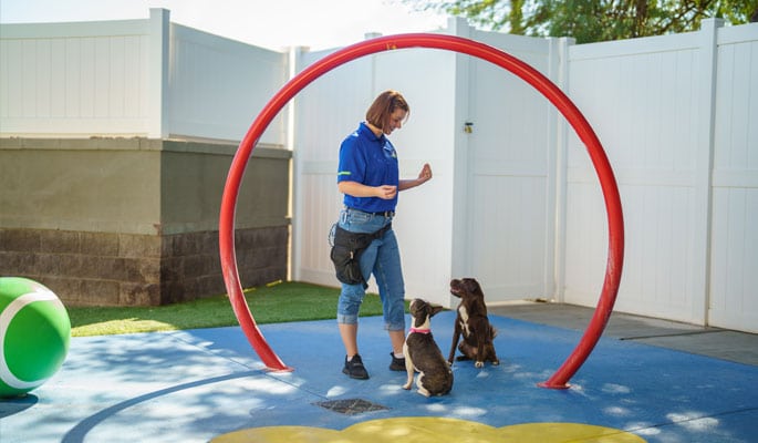 Dog trainer with two small dogs