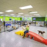Staff playing with a group of dogs in daycare