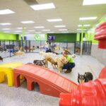 Staff playing with a group of dogs in daycare