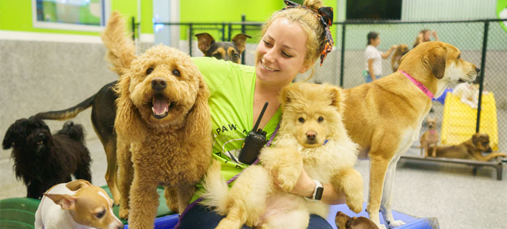 Staff playing with a group of dogs