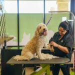 Dog being groomed