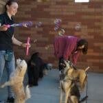 Blowing bubbles for a group of dogs