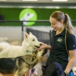 Staff playing with a group of dogs