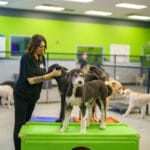 Woman scratching a dog's ears