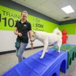 Training a dog