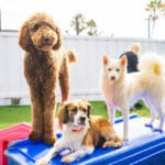 Group of dogs on playground eqiupment