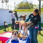 Staff with a group of dogs