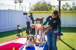 Staff with a group of dogs