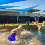 Dog getting a ball in the pool