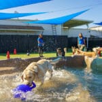 Dog getting a ball in the pool