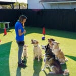 Woman training a group of dogs