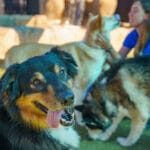 Group of dogs in daycare