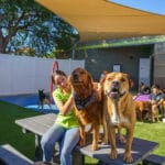 Two dogs on a picnic table