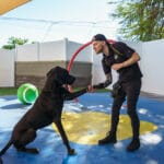 Teaching a dog to shake hands