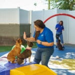 Training a dog to high five