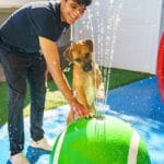 Dog playing in the water fountain