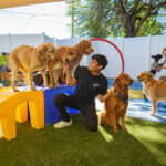 Dogs on playground equipment