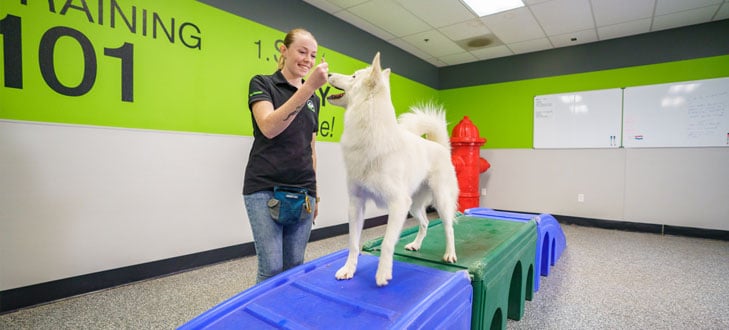 Dog being trained