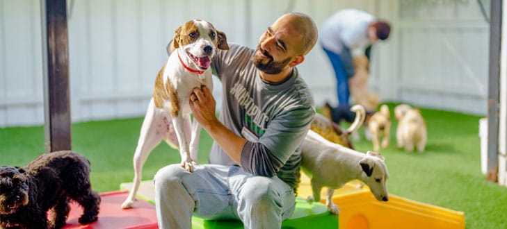 Staff with a group of dogs in daycare