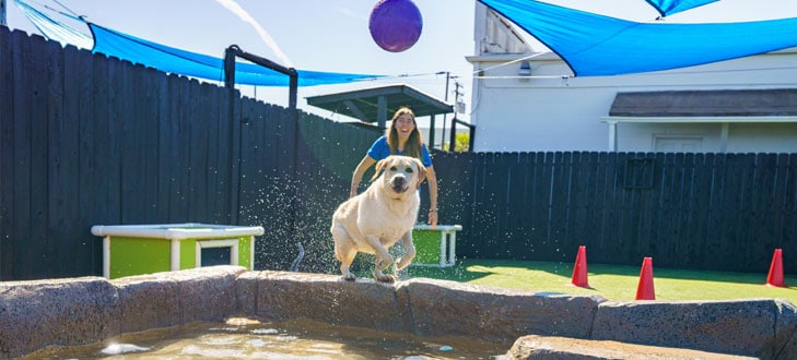 Dog chasing a ball in the pool