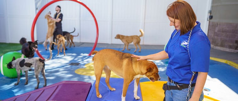 scottsdale-location-image-1 Staff playing with dogs in daycare