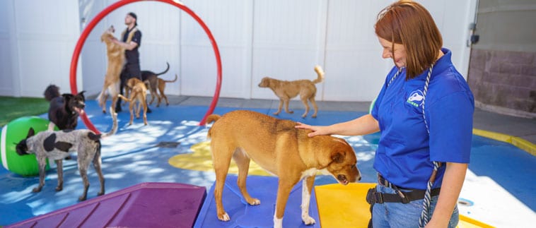 Staff playing with dogs in daycare