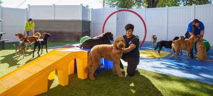 Staff playing with dogs in daycare